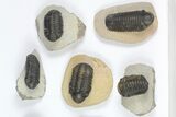 Lot: Assorted Devonian Trilobites - Pieces #92163-1